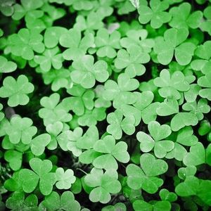 Meet your Posher, Pat